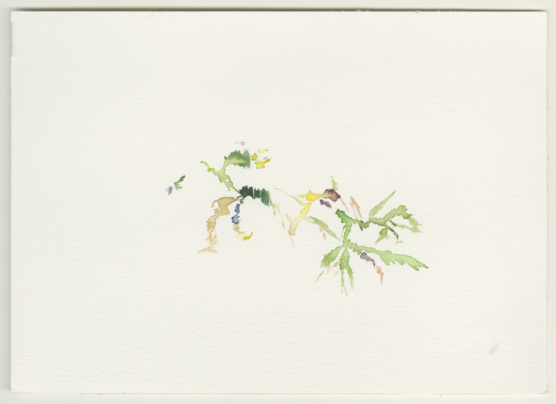 2022-06-05_cucco-sila, watercolour, 17 × 24 cm (Kirsten Kötter)